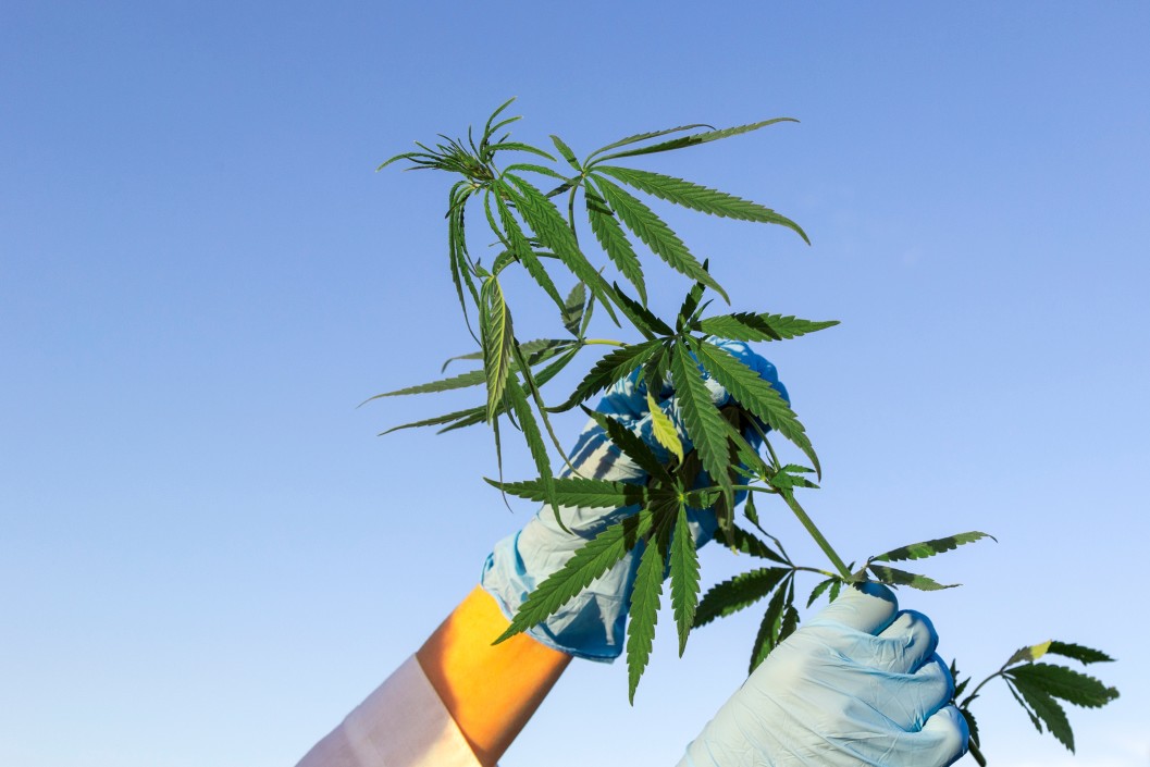 plante CBD et THC