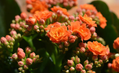 plante Kalanchoe