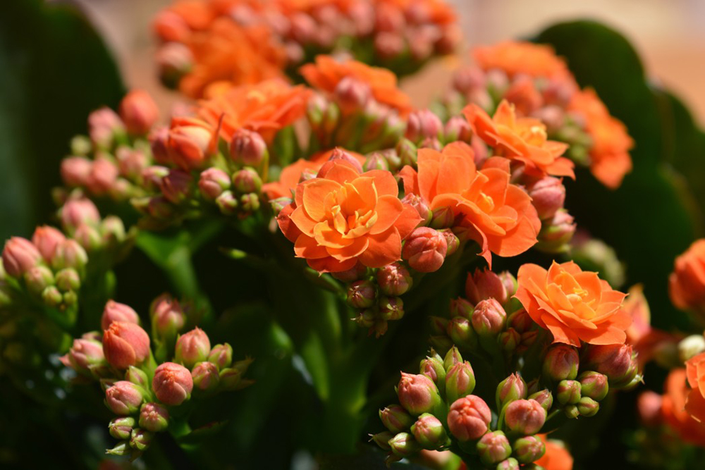 plante Kalanchoe