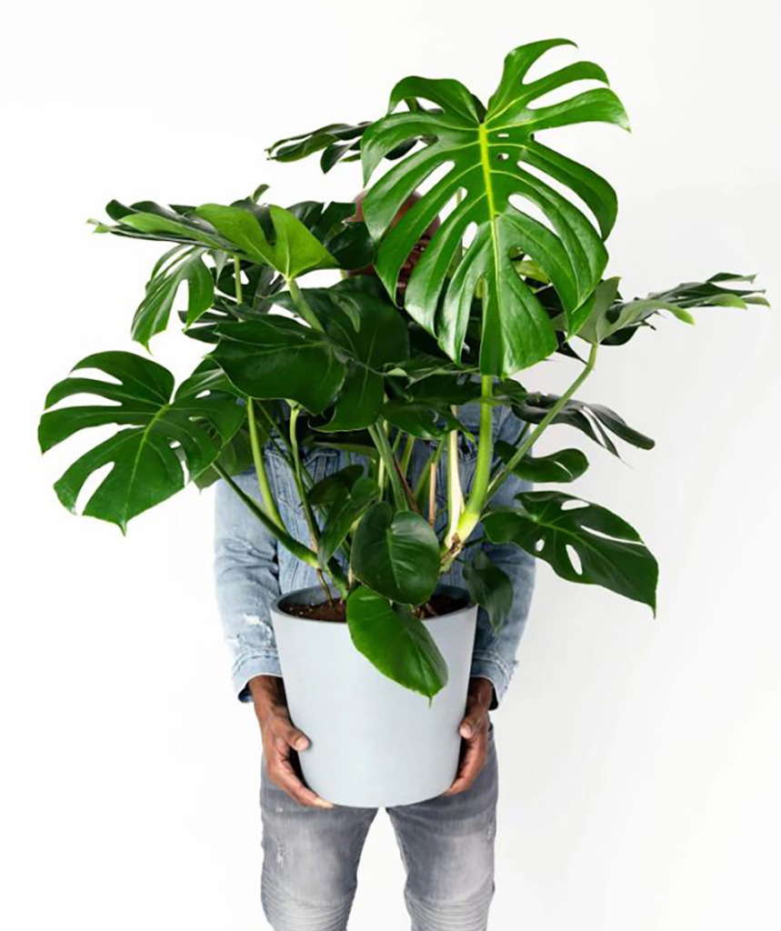 plante Monstera