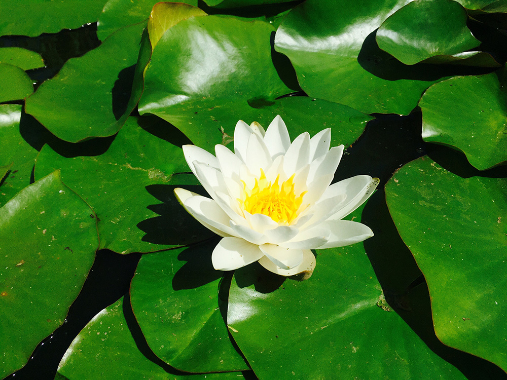 plante aquatique