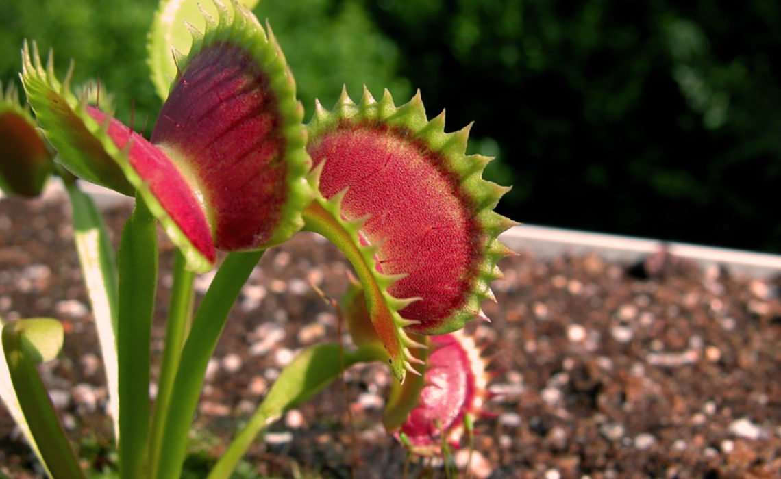 Comment faire pour bien prendre soins d’une plante carnivore