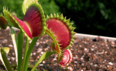 Comment faire pour bien prendre soins d’une plante carnivore