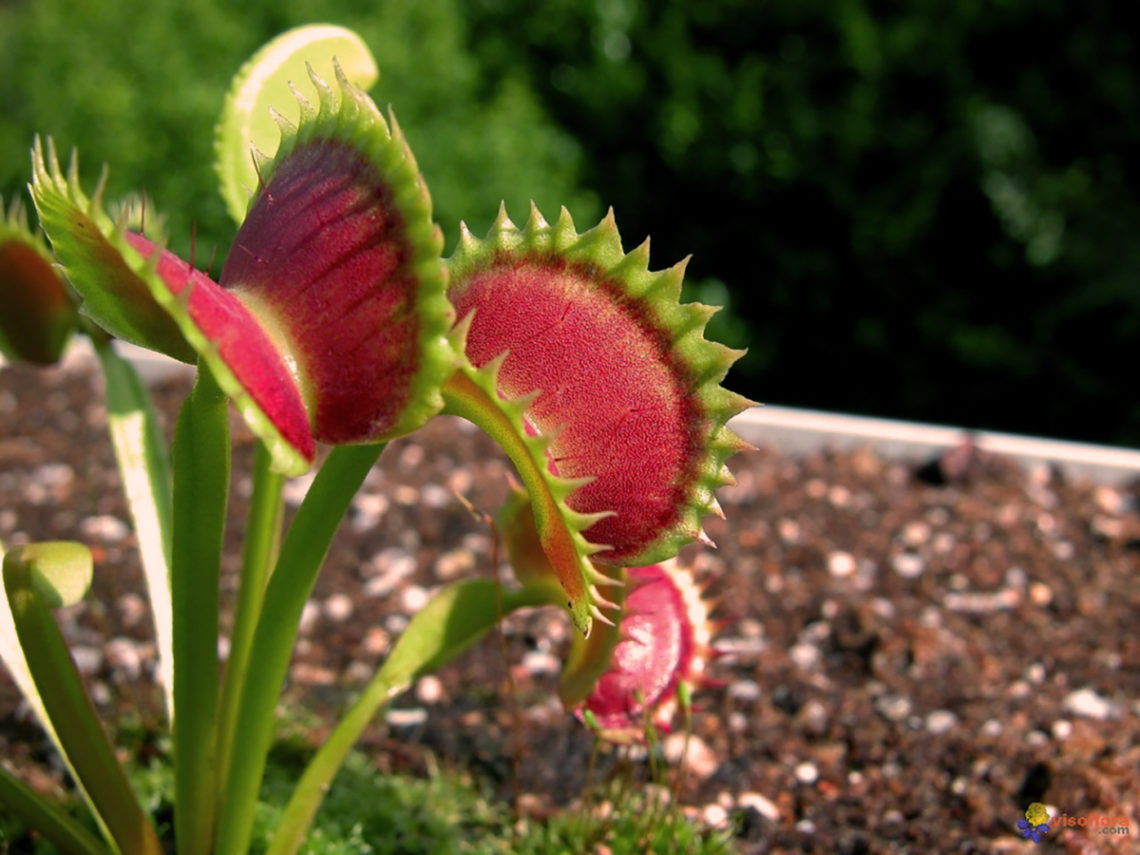 Entretien D Une Plante Carnivore Comment Faire Pour En Prendre Soins