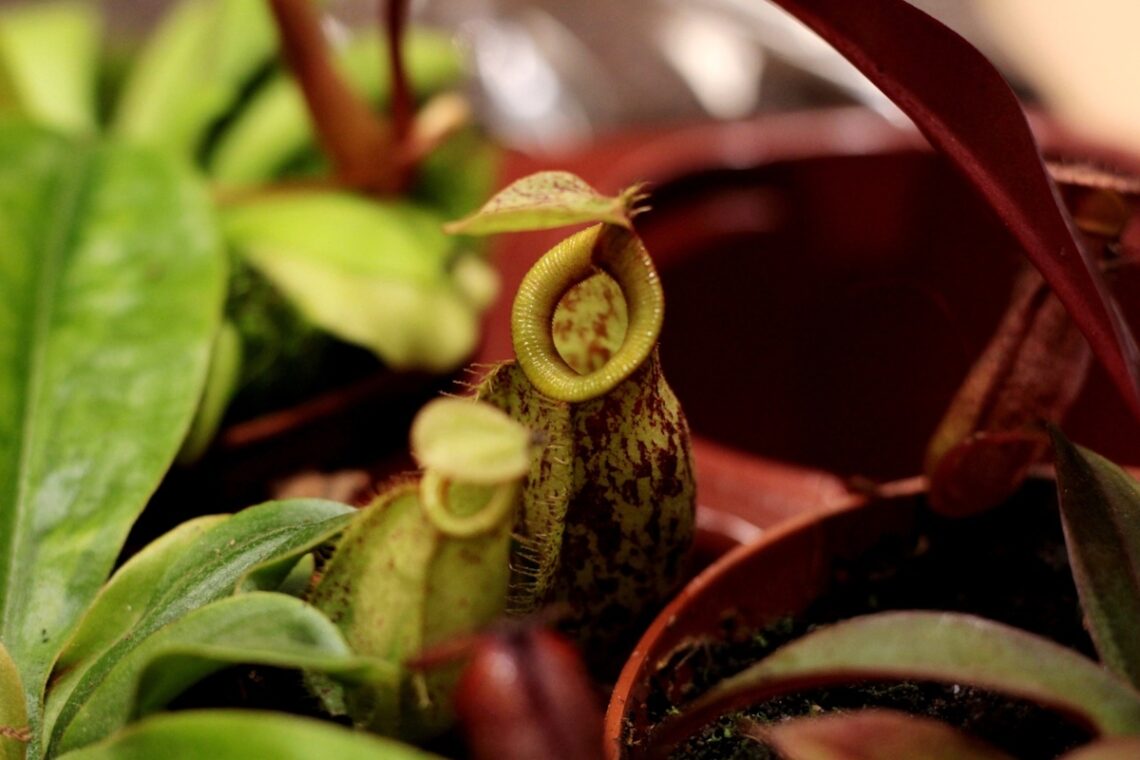 plante carnivore
