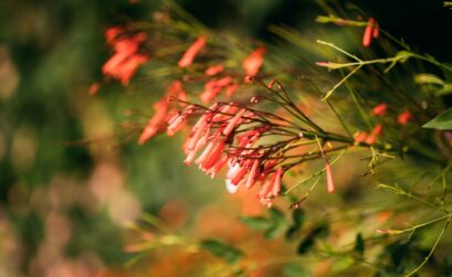 plante corail