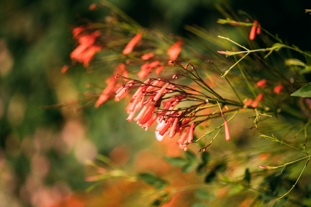 plante corail