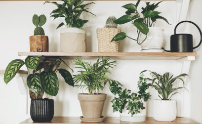 plantes d'intérieur