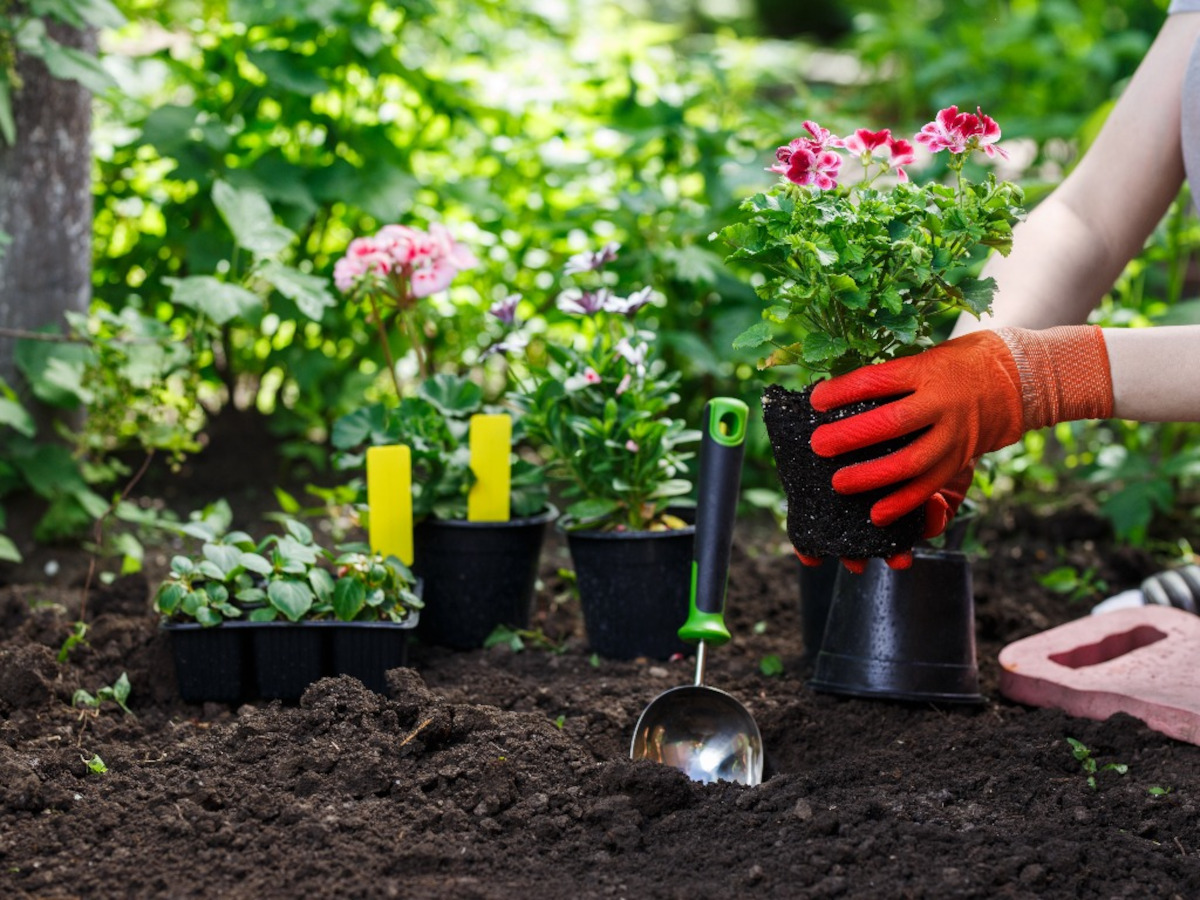 plante et espace de vie