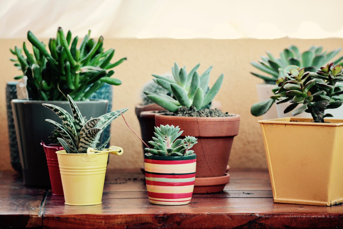 plante grasse