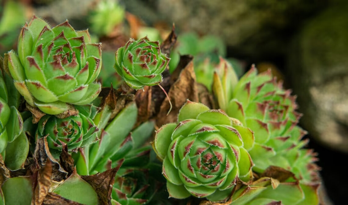 plante grasse