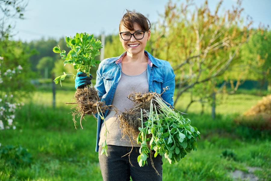 plante grasse