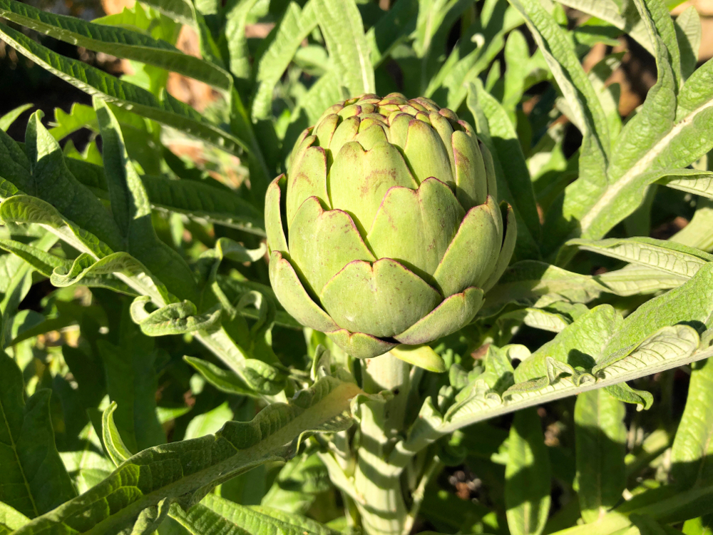 plante médicinale