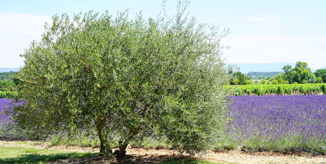 plante olivier