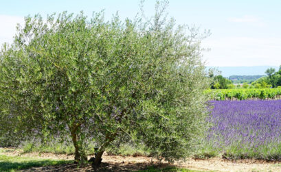 plante olivier