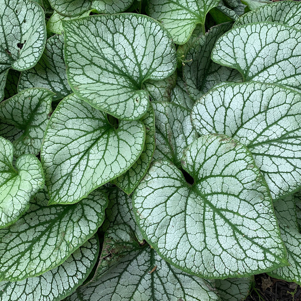 plante avec peu de lumière