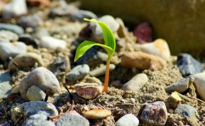 Plante poussant facilement grâce aux minéraux