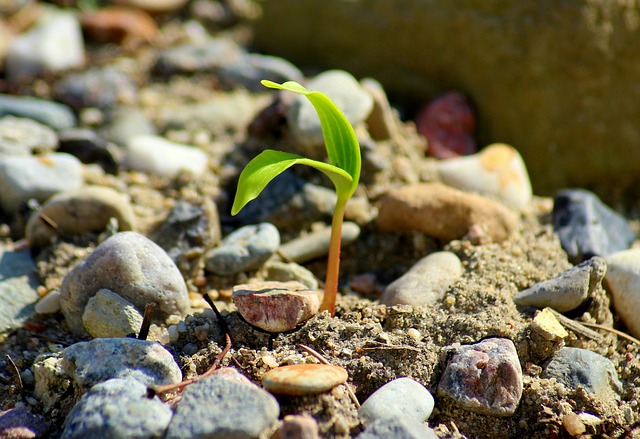 Plante poussant facilement grâce aux minéraux