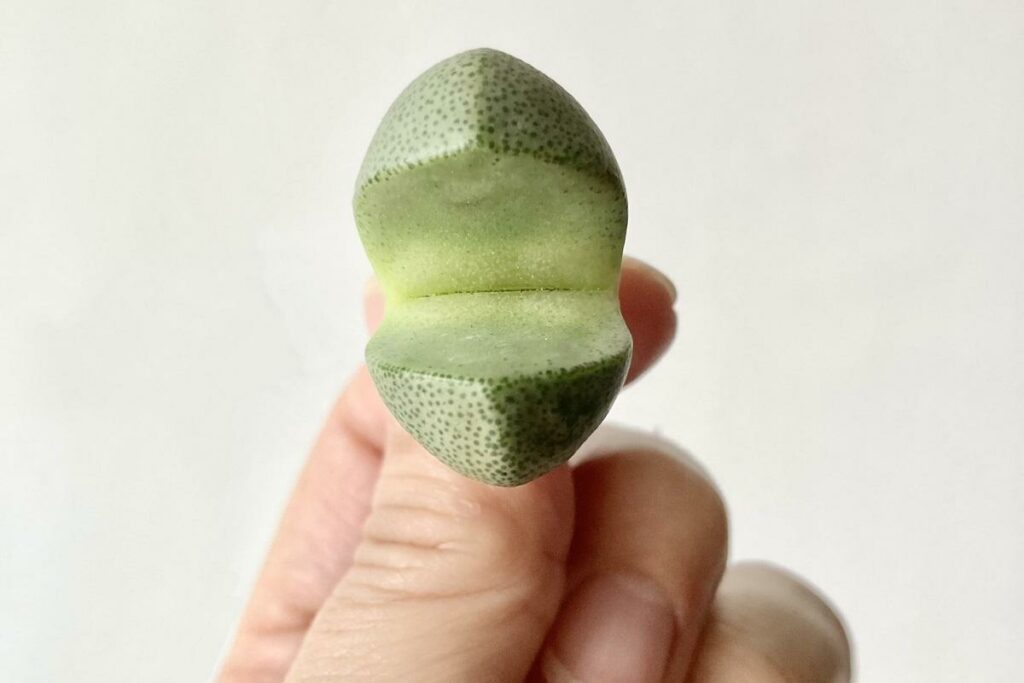 plante succulente