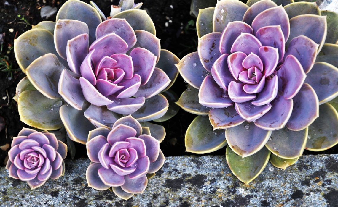 Plante succulente sur Amazon