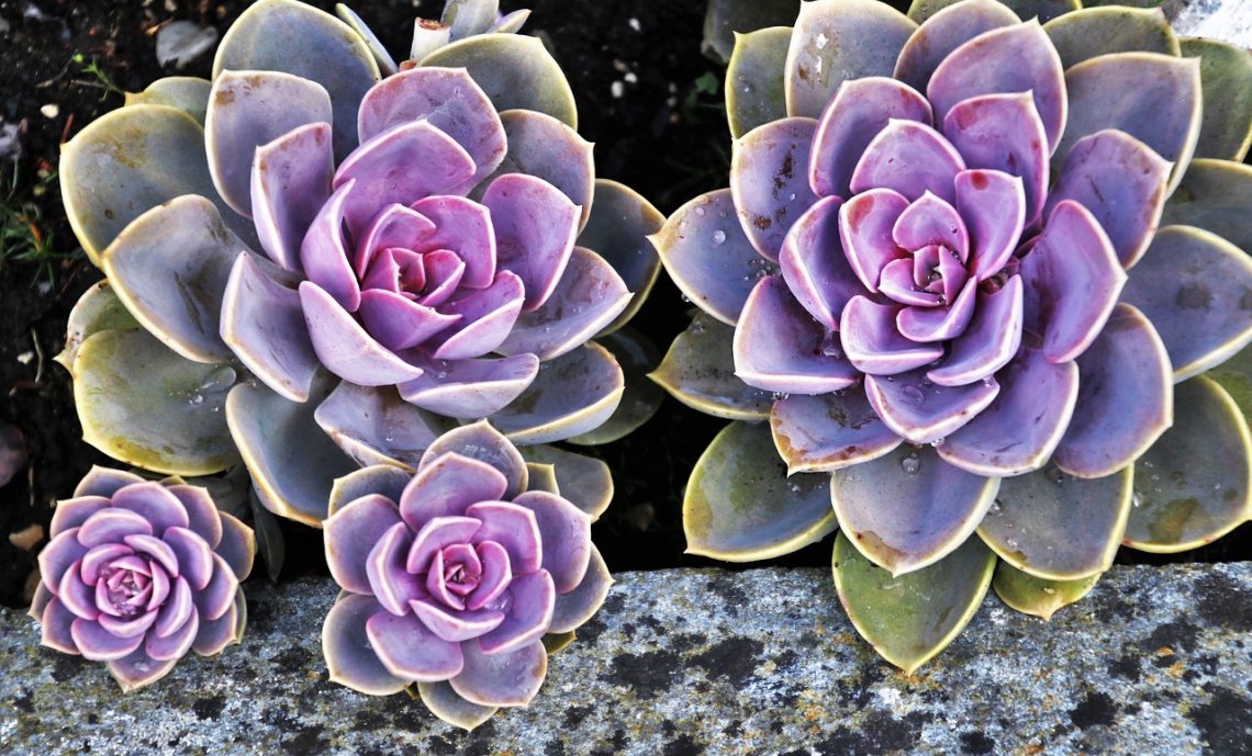 Plante succulente sur Amazon