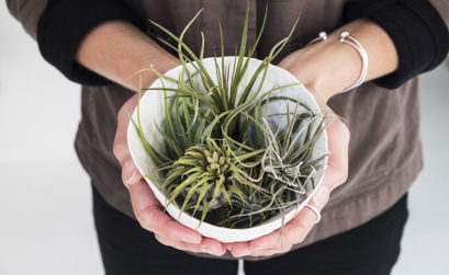 plante tillandsia