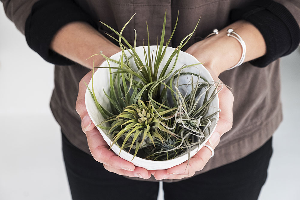 plante tillandsia