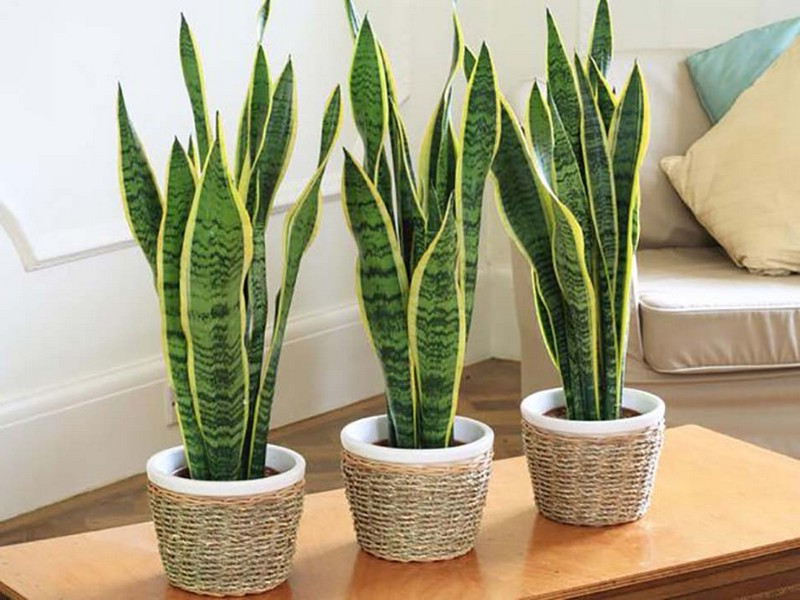 Mettre une plante verte dans la chambre