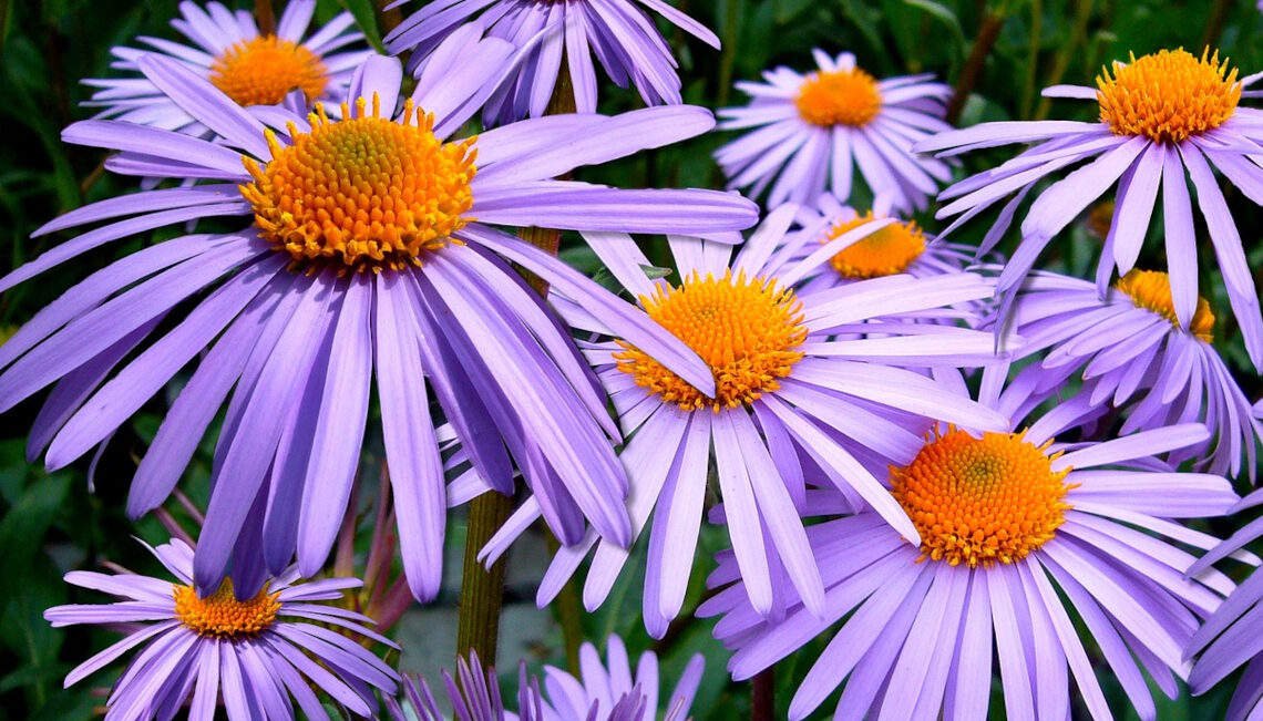 planter en automne