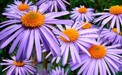 planter en automne