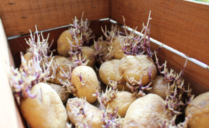 planter pommes de terre
