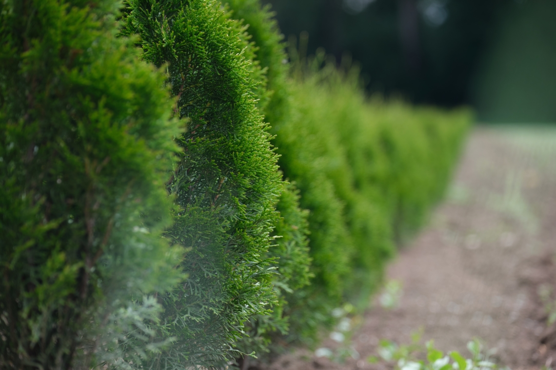 planter une haie végétale dans son jardin