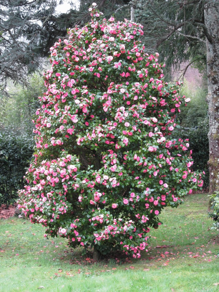 plantes d’extérieur