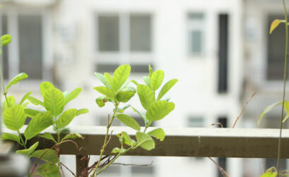 plantes en pot balcon