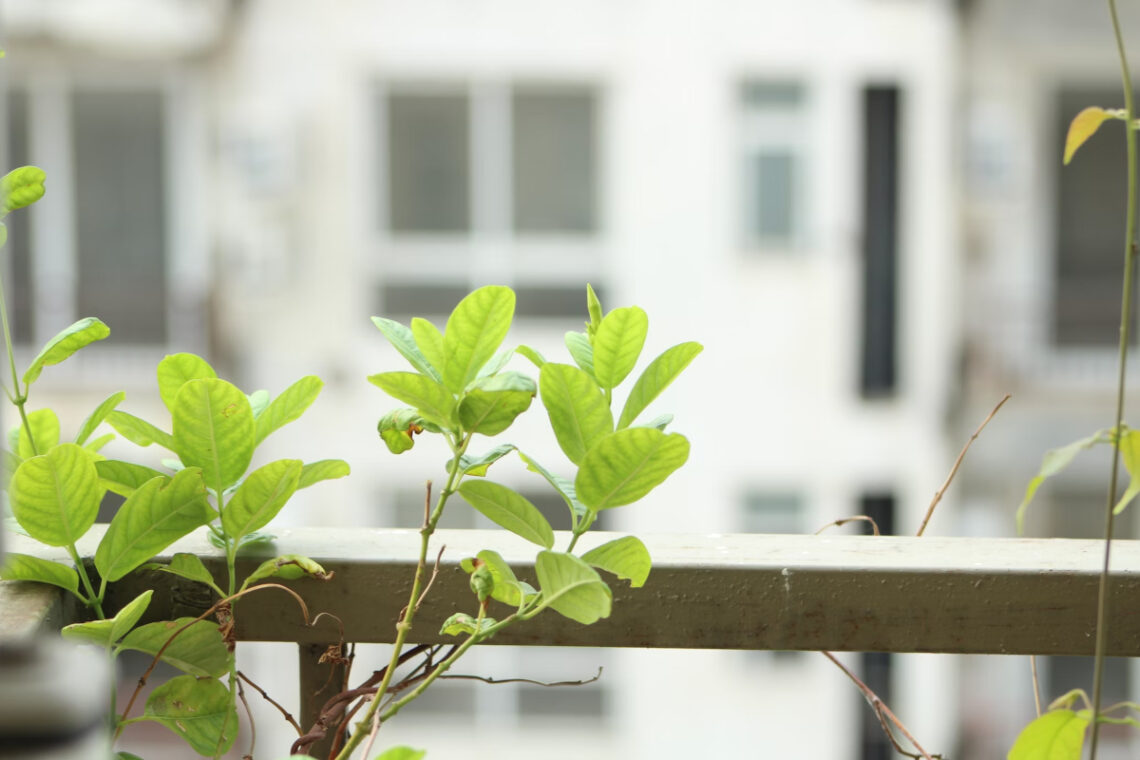plantes en pot balcon