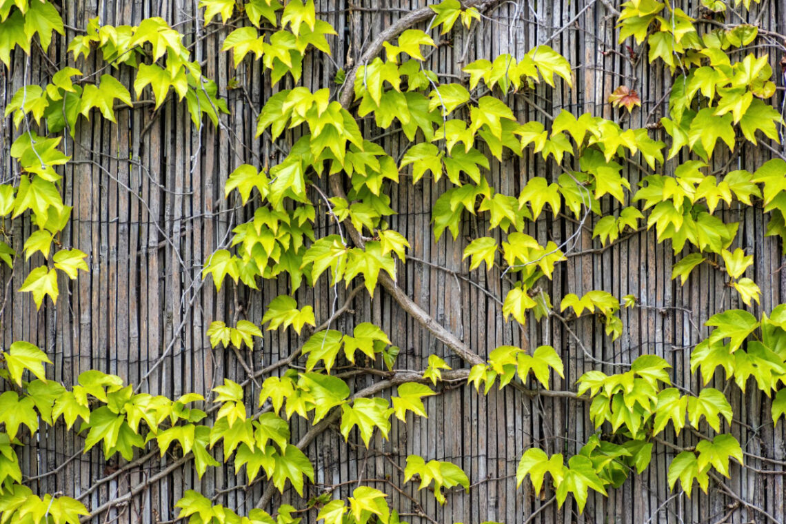 plantes grimpantes