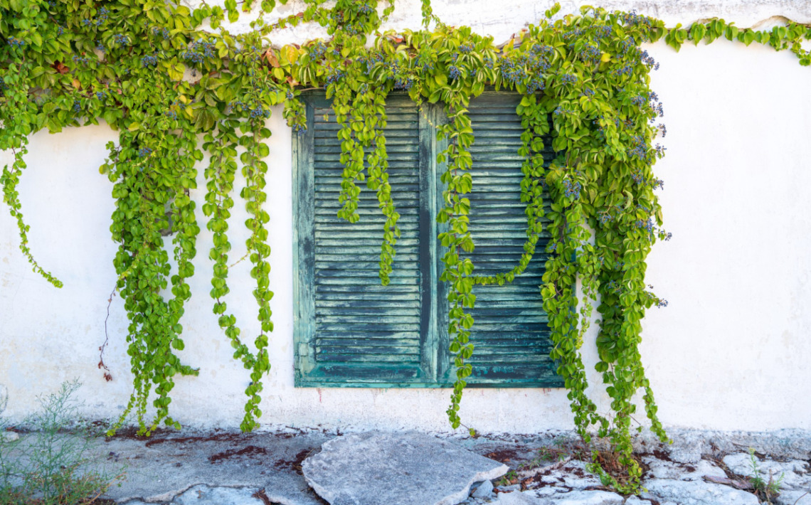 plantes grimpantes