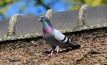 pose anti-pigeons à Lyon