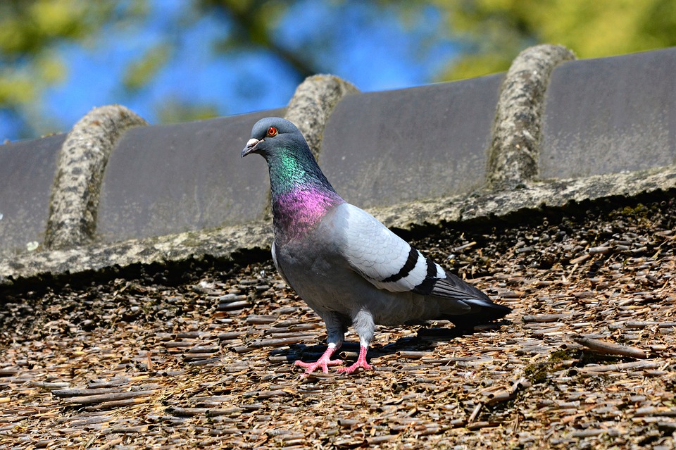 pose anti-pigeons à Lyon