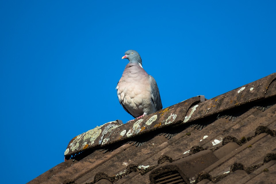 pose anti-pigeons