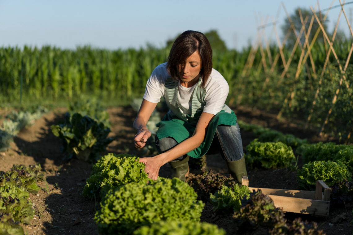 potager