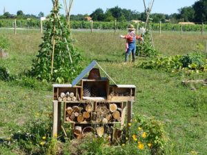 potager-culture-integree