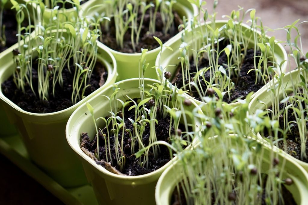 potager jardin