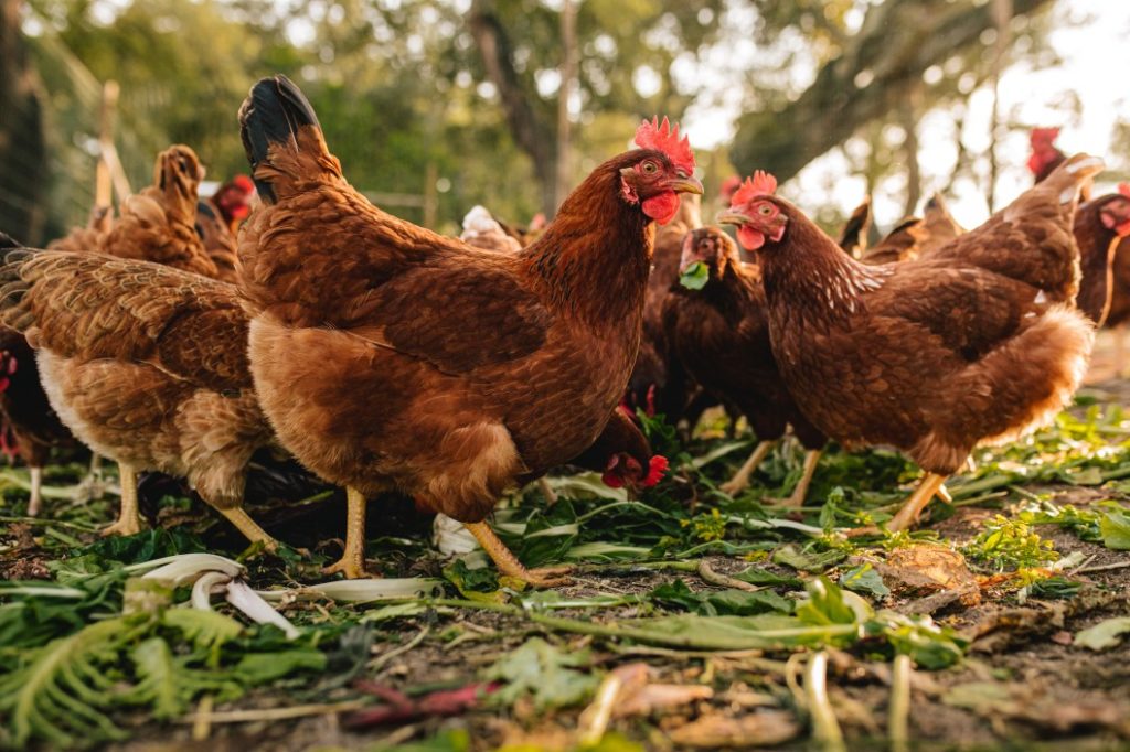 poule pondeuse domestique