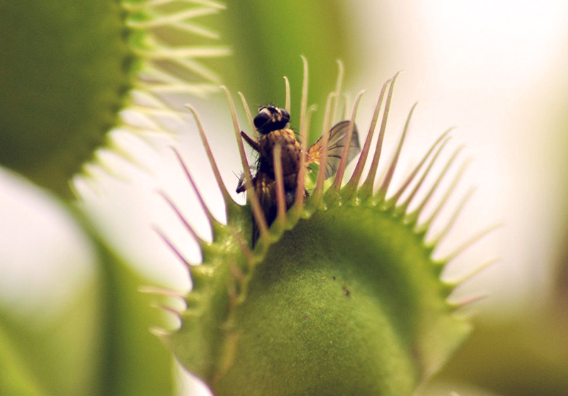 Prendre soins d’une plante carnivore