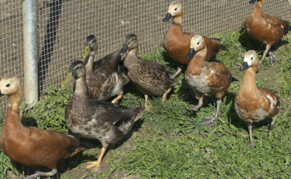 Quel matériel avicole acheter quand on élève des poules ?