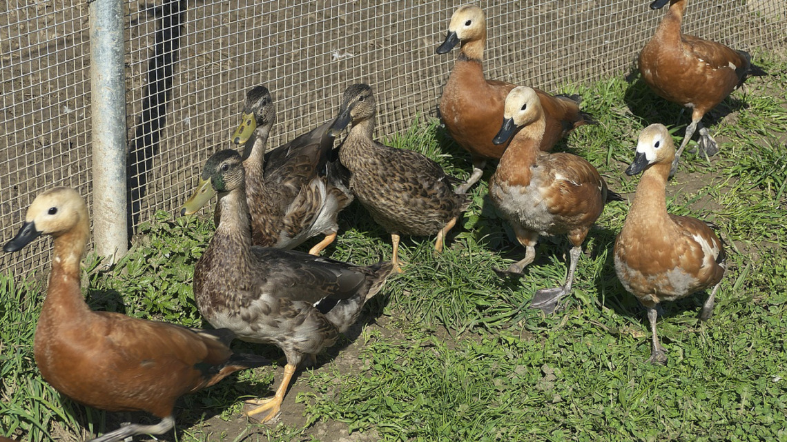 Quel matériel avicole acheter quand on élève des poules ?