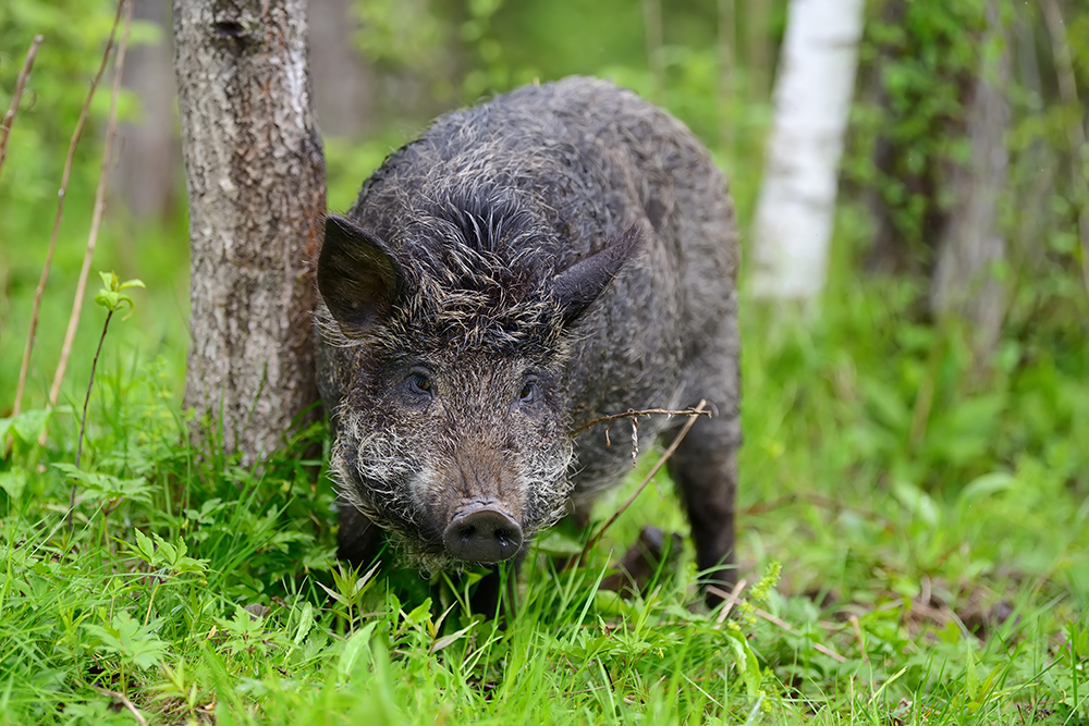 Répulsif sanglier : comment éloigner les animaux nuisibles ?