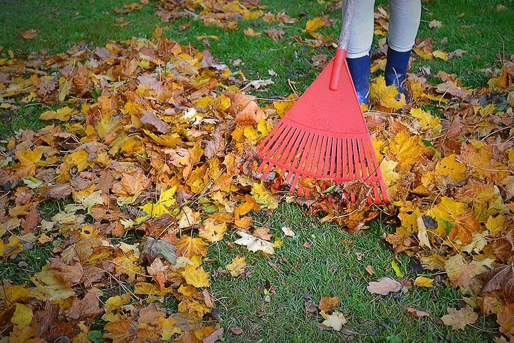 ramasser les feuilles