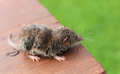 rats dans jardin